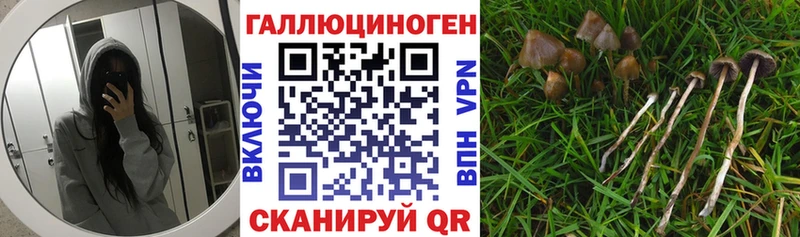 Псилоцибиновые грибы мицелий  Олонец 